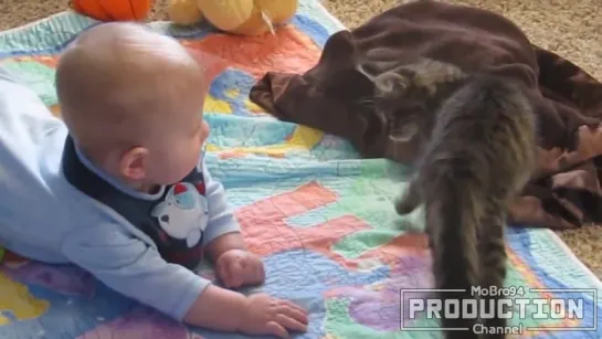 Cats and babies are best friends – Cute baby  cat compilation