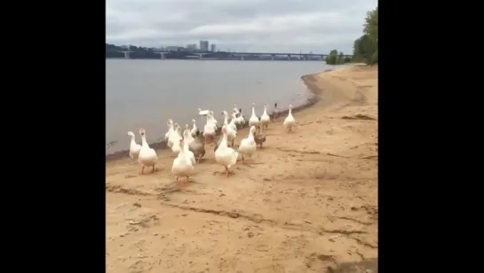 Атака гусей на пермском пляже