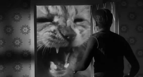 The Incredible Shrinking Man (Jack Arnold, 1957)