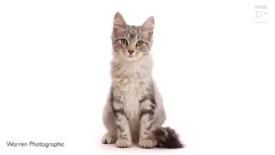 Timelapse Sees Kitten Growing Into An Adult Cat