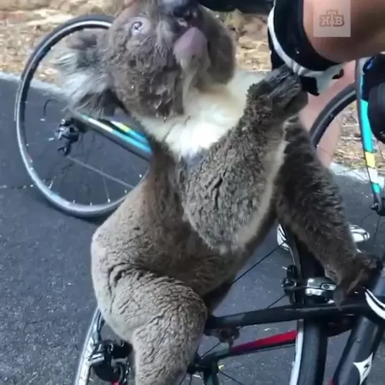 Koala_lo