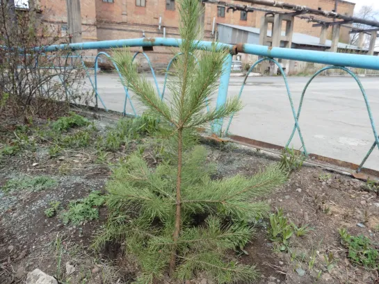 РЯБИНУ, ПИОНЫ, СОСНУ, ВИНОГРАД... (посадил перед 2-м цехом в полисаднике).