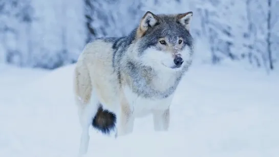 THE WOLF SONG - Nordic Lullaby - Vargsången