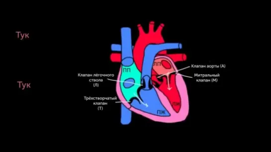 Физиология ССС. 3.Тоны сердца