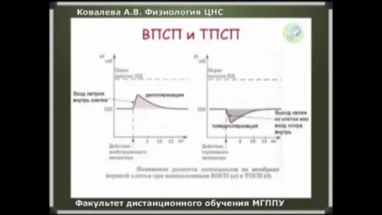 Физиология ЦНС, часть 7. Возбуждение и торможение