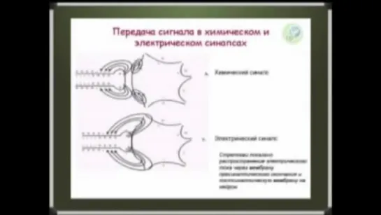 Физиология ЦНС, часть 4. Функции клеток нервной ткани