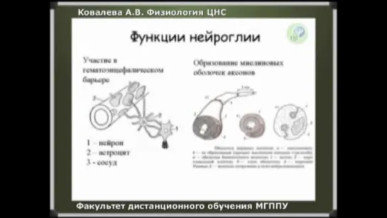 Физиология ЦНС, часть 2. Нейроглия и ее функции (продолжение)