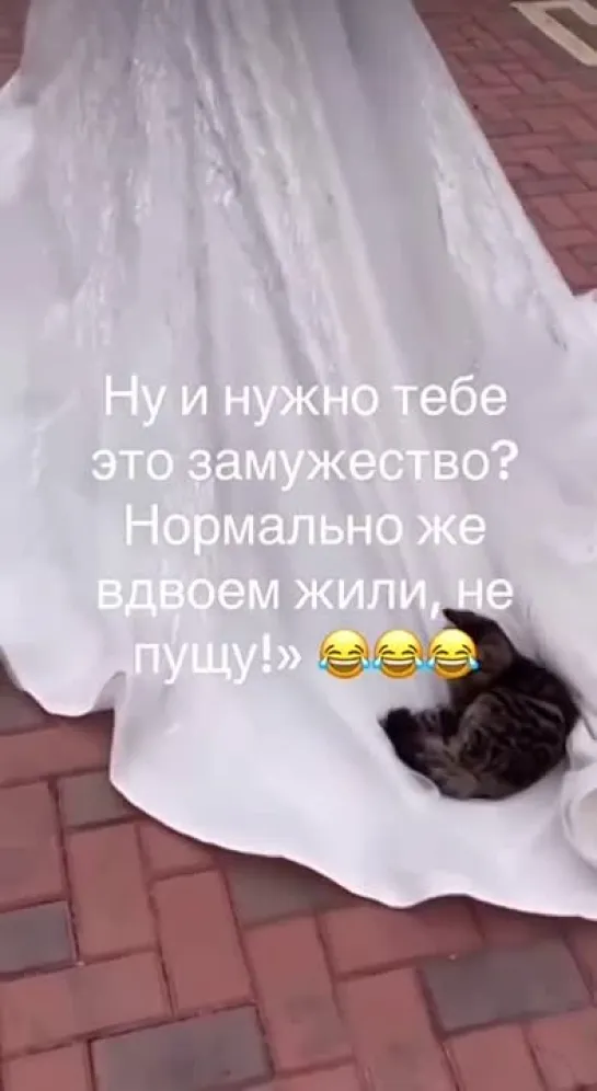 🐈👰