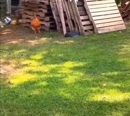 🐔🐕