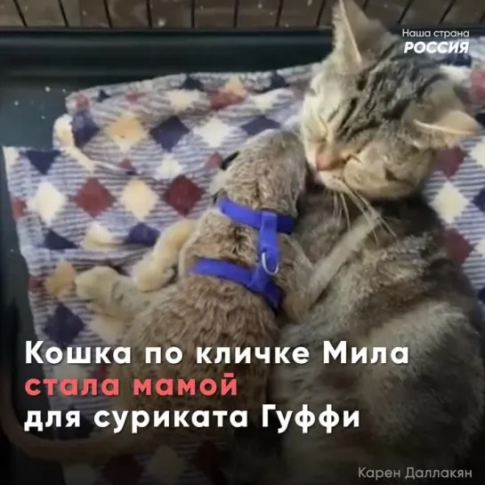 Кошка стала мамой для суриката