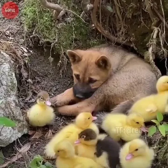 ❤️Утки напали на щенка❤️