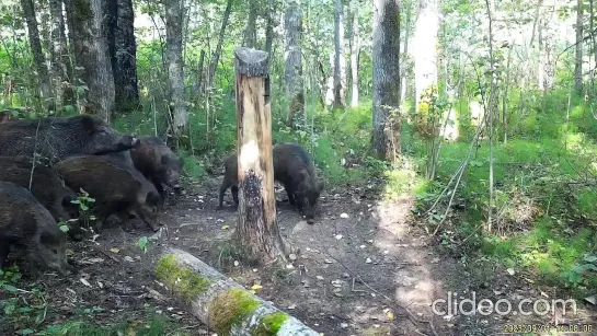 Видео от Регион 29