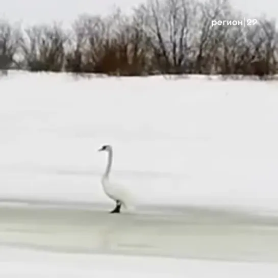 Лебедь на реке Печора