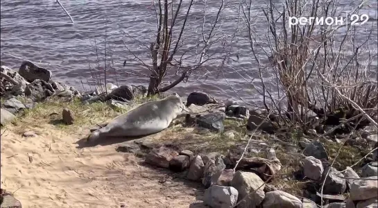 На Кегострове загорает тюлень