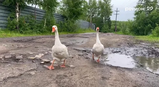 Два веселых гуся