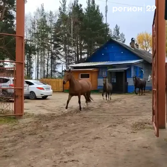 Видео от Регион 29