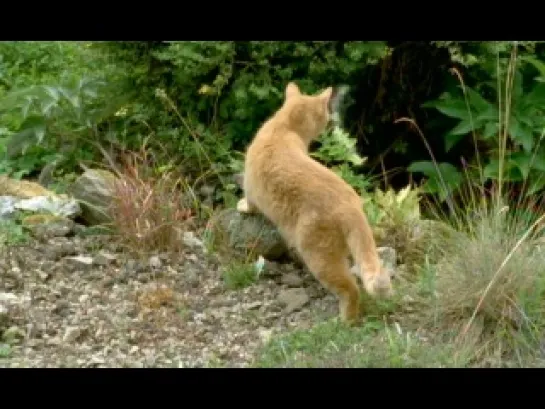 La guia maxima de los gatos