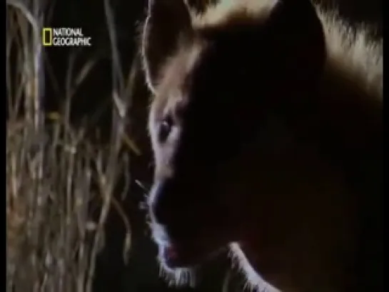 LOS_ANIMALES_MAS_PELIGROSOS_DEL_MUNDO_-_10_-_DEL_DESIERTO_A_LA_PRADERA-[YT-f18][dNgXrS3mDPM].mp4