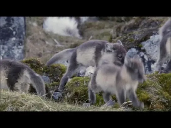 1 Grandes Espectaculos de la Naturaleza - El gran deshielo - tetelx - spanish