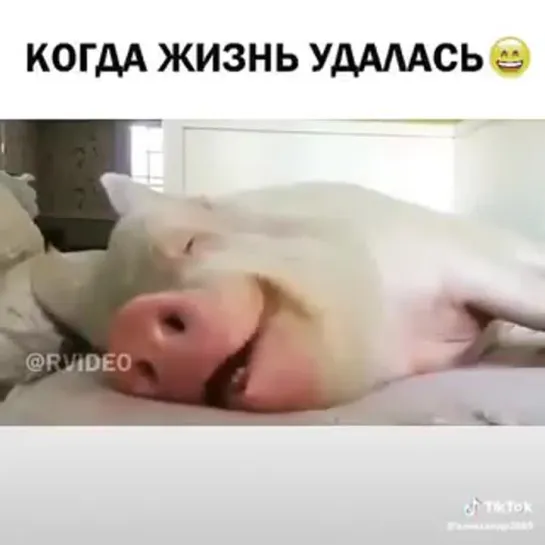 ЖИЗНЬ УДАЛАСЬ!