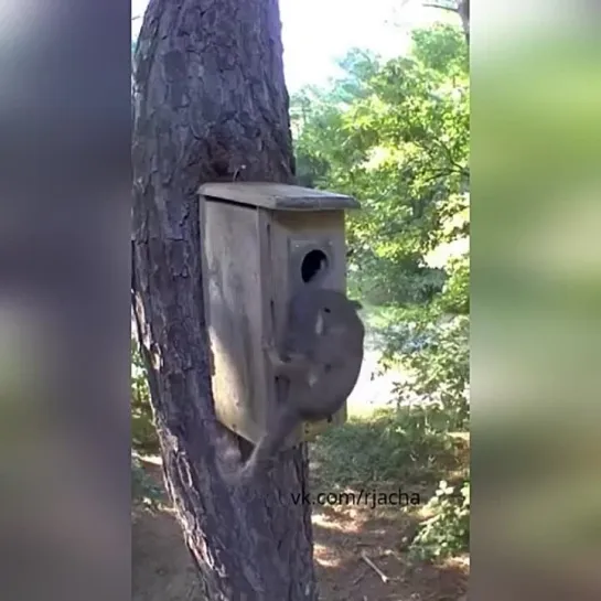 Видео РЖАЧ