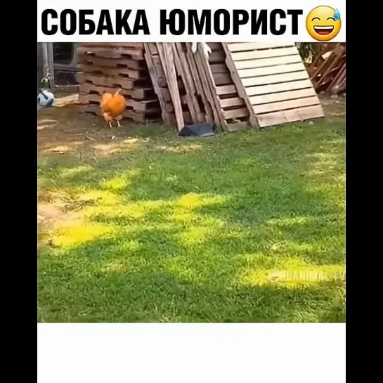 собака юморист