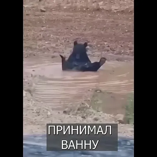 Медведь принимает ВАННУ в ЛУЖЕ