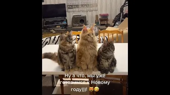 3 кота