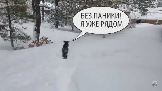 Собачья выручка