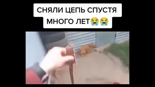 Собаку сняли с цепи....