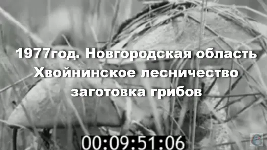 1977г. Новг.обл.Хвойнинское лесничество.заготовка грибов.