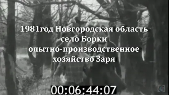 1981г.Новг.обл.село Борки. опытно-производственное хозяйство Заря