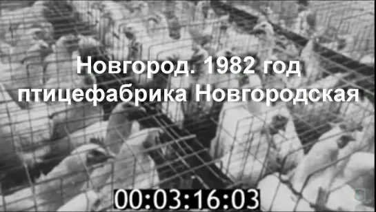 1982г. Новгород. птицефабрика Новгородская