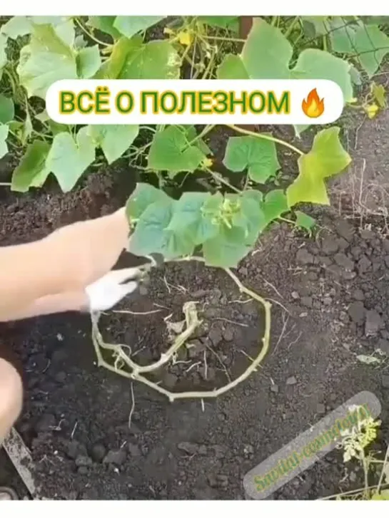 двойной урожай огурцов