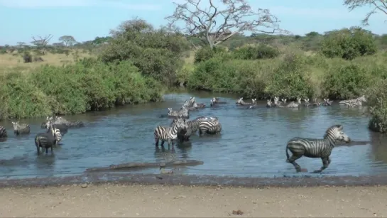 Serengeti, Tanzania | Relax - MX77