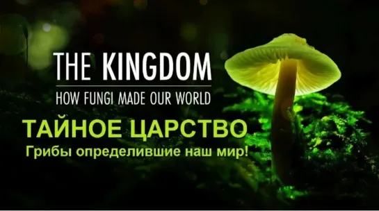 🍄 Тайное царство Грибы, определившие наш мир (высокое 4k качество)