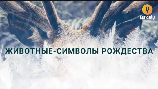 🦌 Животные-символы Рождества