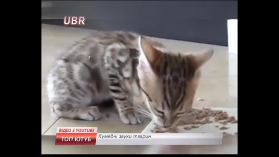 Топ Ютуб (UBR, 14.05.2015) Кумеднi звуки тварин. Фрагмент