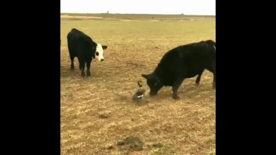 Духом не упадёшь , силой взять Не смогут ...