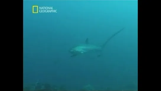 National Geographic - Акулы. Глубина страха / SHARKS: Deep Trouble