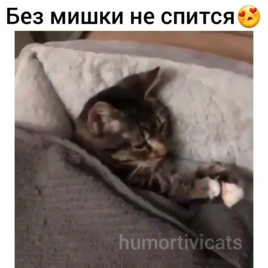 Без мишки не спится