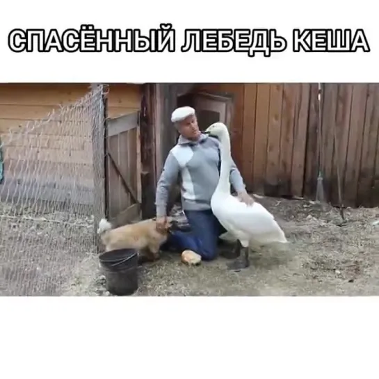 Видео от Смешные животные