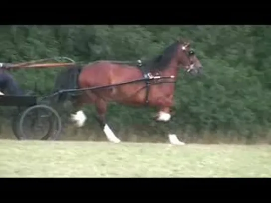 Amazing Welsh cob mare in harness