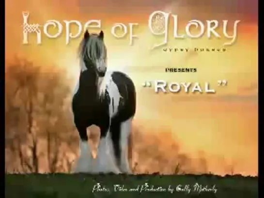 Royal- Gypsy Vanner Stallion