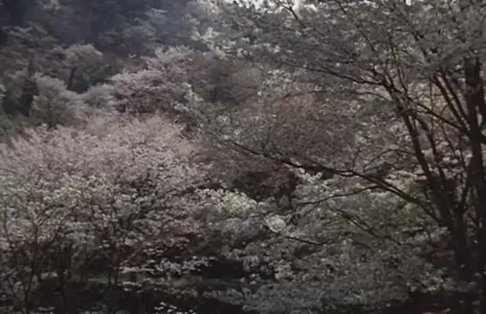 UNDER THE BLOSSOMING CHERRY TREES (1975)