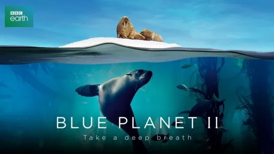 Голубая планета 2: 6 серия. Побережья / Blue Planet II (2017)