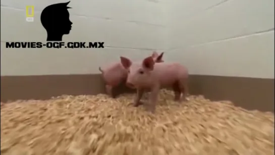 УМНЫЕ ПОРОСЯТА / SMART PIGLETS