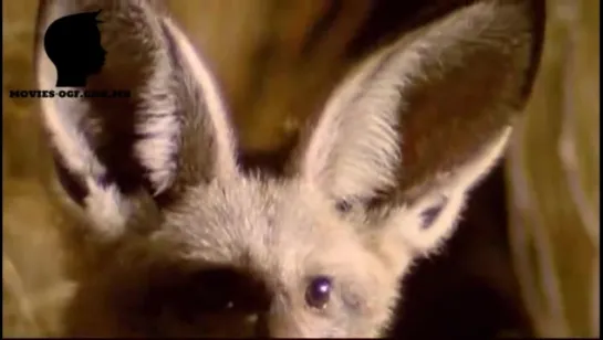 БОЛЬШЕУХИЕ ЛИСЫ / BAT EARED FOX