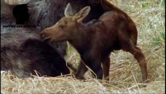 ЛОСИ / ELK