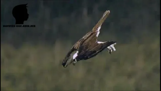 ПТИЦЫ СКОПЫ / OSPREY